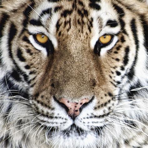 Bengal Tiger Eyes Photograph by Tom Mc Nemar - Pixels