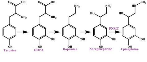 Epinephrine Biosynthesis