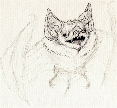 Bat sketch by IgorSan on DeviantArt