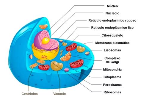 Célula eucarionte - O que são, função, características, exemplos ...