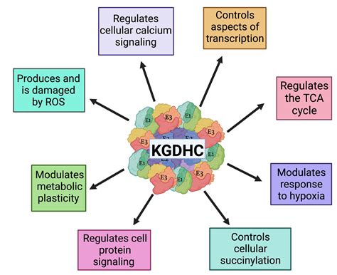 IJMS | Free Full-Text | The α-Ketoglutarate Dehydrogenase Complex as a ...