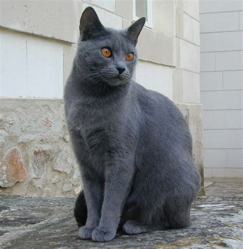 Chartreux Cat Info, History, Personality, Kittens, Diet, Pictures