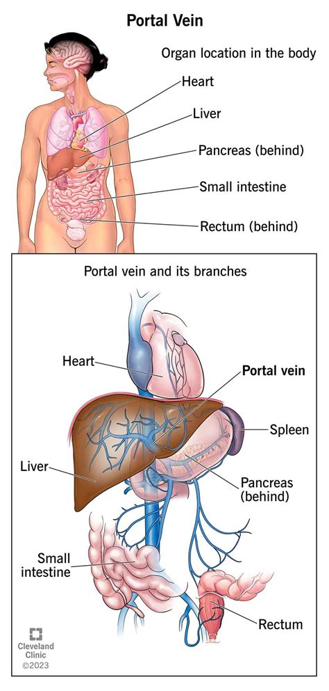 Portal Vein: Anatomy, Location & Function