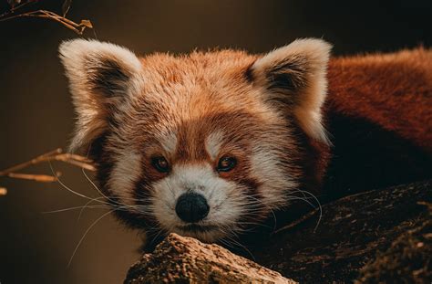 #1228353 HD Red panda - Rare Gallery HD Wallpapers