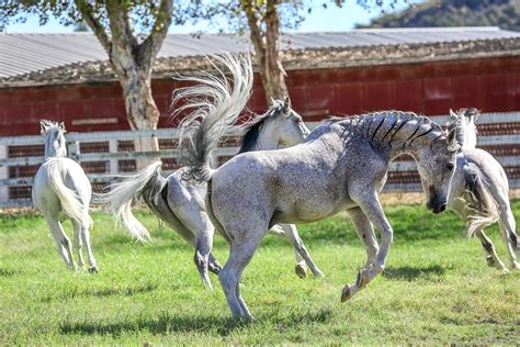 5 - Cavalia Odysseo - 65 horses vacationing at local farm in Santa ...