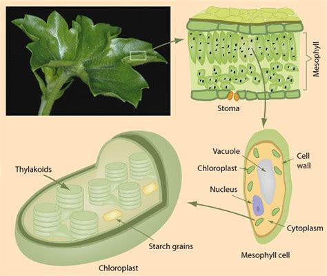 Chlorophyll In Plants Diagram