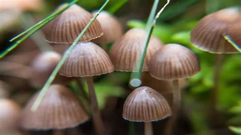 Surprising Health Benefits of Magic Mushrooms – Healthliteracyne- Be strong and healthy