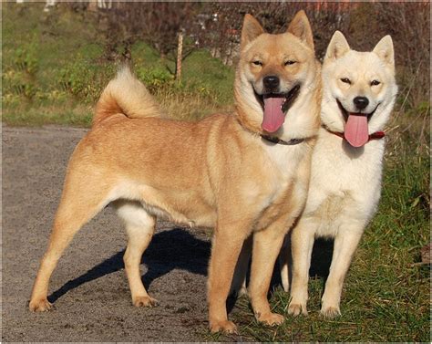 Hokkaido Dog - Pictures, Rescue, Puppies, Breeders, Temperament ...