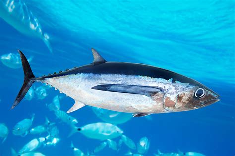 Albacore tuna – Seafood Risk Assessment