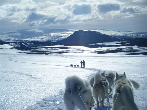 Dog Sledding Iceland Glacier Seldging Greenland Husky Dry Land Northern Lights Sunset Adventure