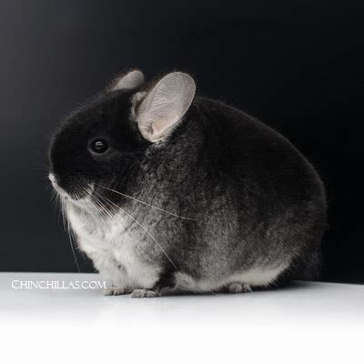 Black Velvet Chinchillas