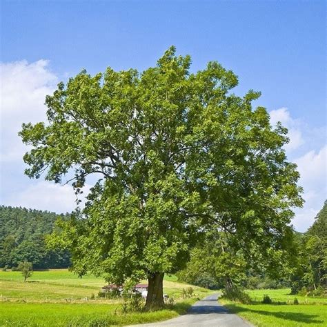 ÁLAMO ÁRBOL: CARACTERÍSTICAS, CULTIVO, USOS Y MUCHO MÁS