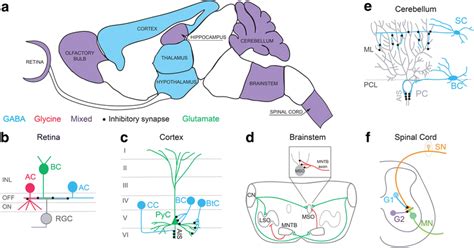 Types of inhibitory circuits across the CNS. a Modulation of neuronal ...