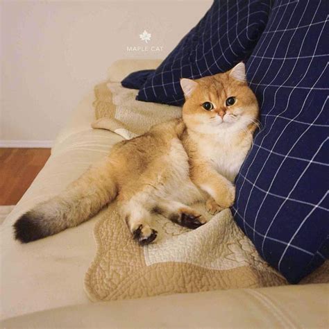 karma for cute cat : r/FreeKarma4U