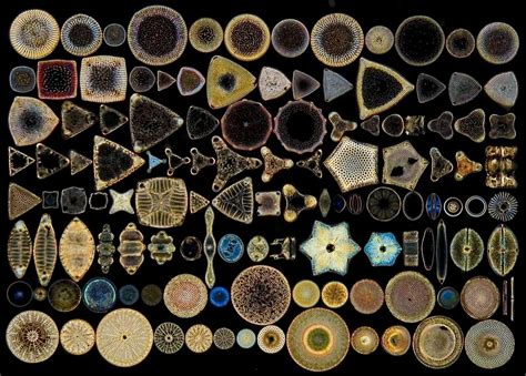 Beautiful microscopic organisms that typically live in cold water -- Diatoms | Microscopic ...