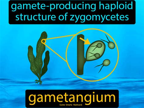 Gametangium - Easy Science | Protists, Easy science, Biology