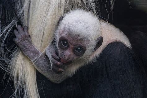 Fond d'écran : la nature, faune, bébé, fourrure, mignonne, adorable, œil, San Diego, mammifère ...