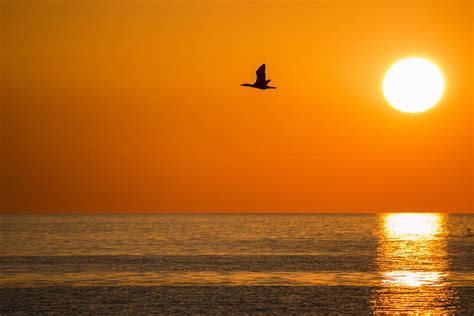 Flying Duck Sunset Photograph by Joshua Powell