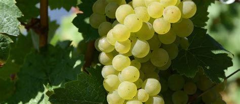 Sauvignon Blanc - A White Grape Variety