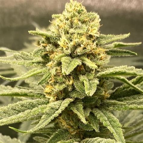 Guava Jelly Strain - Uplifting Hybrid Cannabis Seeds 16% THC