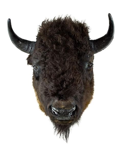 North American Bison Head Taxidermy - 77cm - Natural History - Industry ...