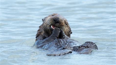 Kenai Fjords Wildlife Cruise Named Most Popular Attraction in Alaska by TripAdvisor - Major ...