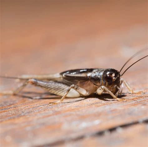 Cricket Pest Control – Insectek