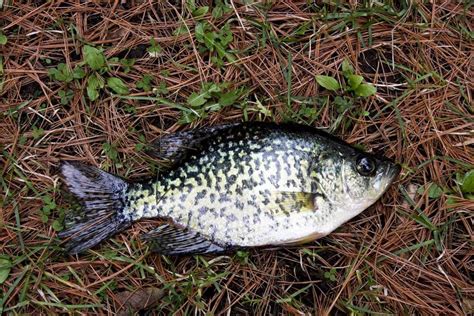 Best Crappie Lures The Ultimate Success Story