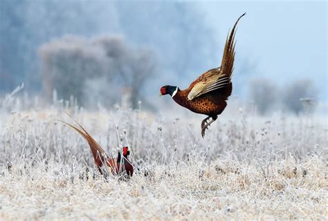 Common pheasant / Birds / Postcards / Postallove - postcards made with love