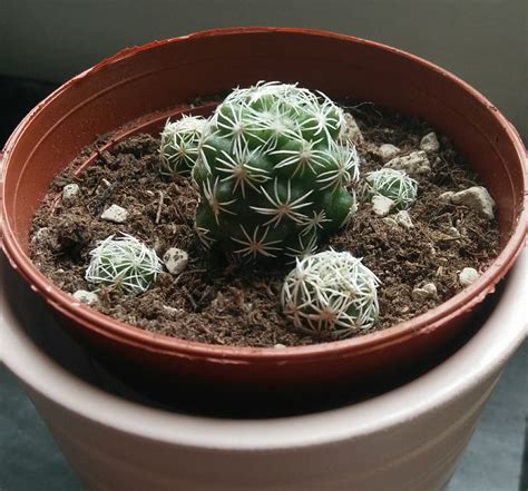 Some small Cacti from last week's haul! : r/proplifting