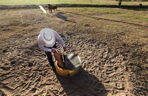 Dying pastures’ restoration to be costly | The Arkansas Democrat-Gazette - Arkansas' Best News ...