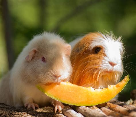 What Kind Of Fruit Can Guinea Pigs Eat?