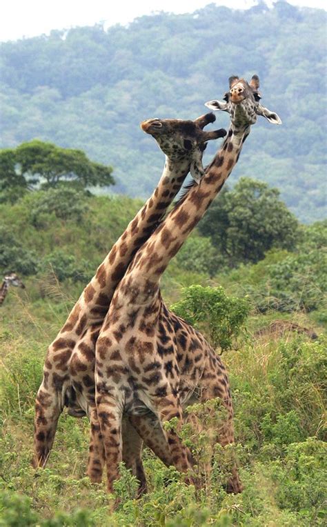 #Giraffes necking | Photo by Craig R. Sholley #wildlife Wildlife Facts ...