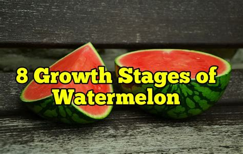 Growth Stages Of Watermelon Life Cycle Rockets Garden | The Best Porn Website