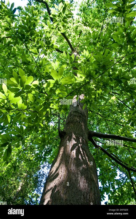 Old Chestnut Tree Stock Photos & Old Chestnut Tree Stock Images - Alamy