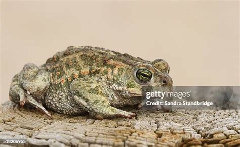 Natterjack Toad Uk Photos and Premium High Res Pictures - Getty Images