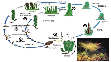 Perhatikan Skema Daur Hidup Tumbuhan Lumut Berikut - IMAGESEE