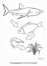 Food Chain Coloring Pages Pdf At Louise Parker Blog sketch template