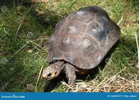 A Slow Tortoise stock image. Image of grass, galapagos - 126058727