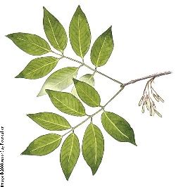 Identify Ash Trees | Vermont Invasives