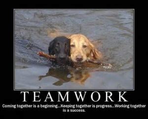 Funny Animal Teamwork Quotes. QuotesGram