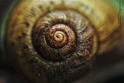 Fibonacci series in nature : Snail | Simple but meaningful c… | Flickr