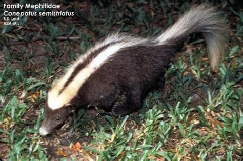 Striped Hog-Nosed Skunk | Skunk, Honey badger, Mammals