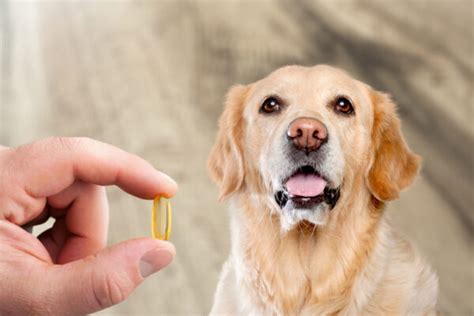 Protein in Dog Urine: What Does It Mean? | Great Pet Care