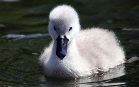 Baby swan