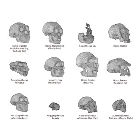 3D human skulls homo erectus - TurboSquid 1329782