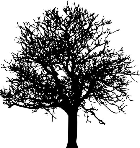 Tree Desktop Wallpaper Clip art - tree transparent png download - 1891* ...