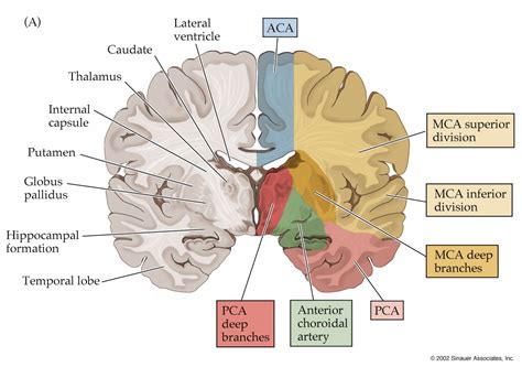 Middle Cerebral Artery Homunculus