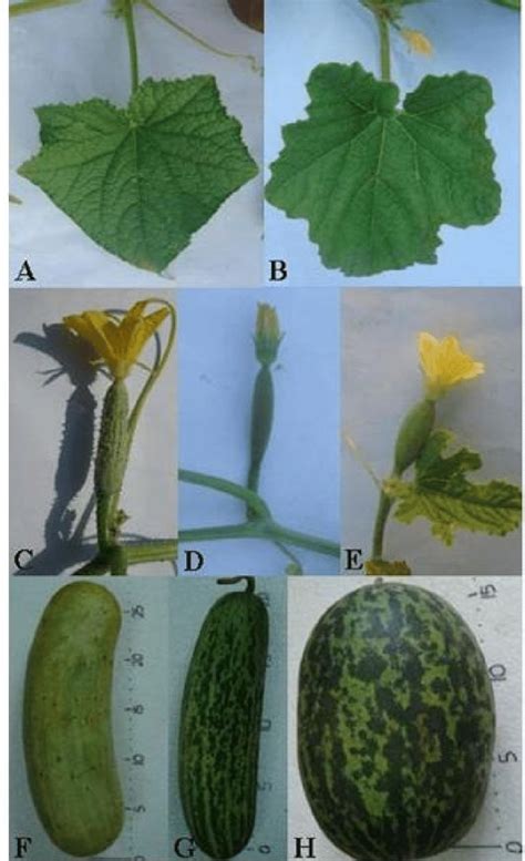 Variation in morphological and molecular markers in the genus Cucumis ...