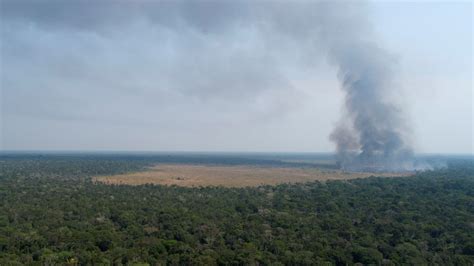 Brazil: Amazon deforestation hits 12-year high under President Bolsonaro | World News | Sky News